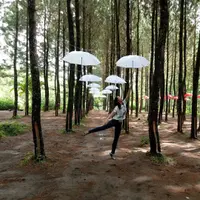 Pinus Songgon, Banyuwangi, Jawa Timur. (lusia.waty/Instagram)