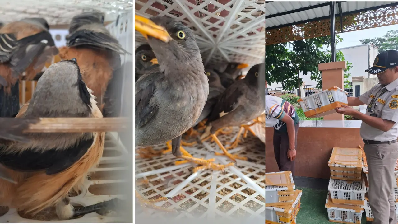 Ribuan burung yang berhasil diamankan Karantina Lampung, di Pelabuhan Bakauheni. Foto : (Istimewa).