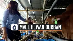 hewan qurban thumbnail