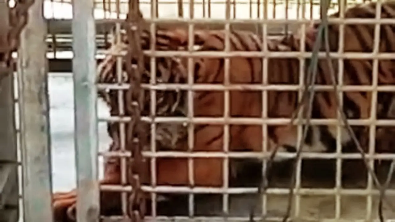 Harimau sumatra yang pernah dievakuasi BBKSDA Riau karena konflik dengan manusia.