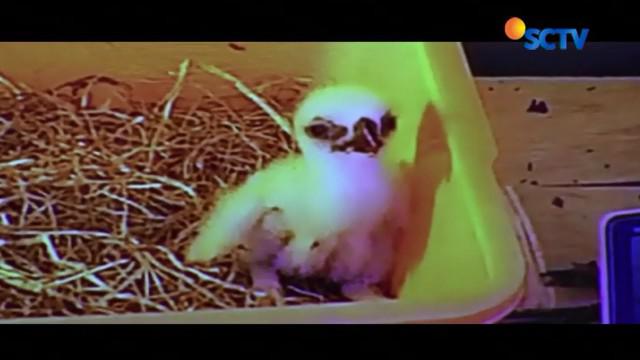 Berita Elang Jawa Hari Ini Kabar Terbaru Terkini Liputan6 Com