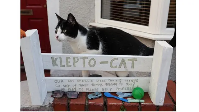 Kerap Curi Barang Tetangga, Kucing Klepto Ini Jadi Sorotan Netizen