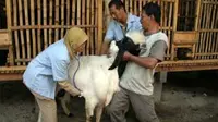 Pemeriksaan kambing di sebuah peternakan di Sumberrejo, Kediri, Jatim, Senin (16/11). Dinas Peternakan Kediri memeriksa sejumlah peternakan dan pengepul hewan kurban.(Antara)