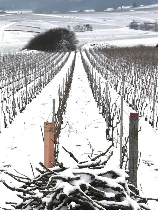 Kebun anggur terlihat diselimuti salju pada hari pertama musim semi di wilayah Champagne di Mailly-Champagne, dekat Reims, (19/3). (AFP Photo/Francois Nascimbeni)