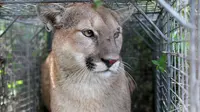 Singa Gunung Ini Jadi Hewan Pertama yang Legal Dibunuh di California