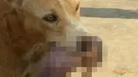 Geger Foto Anjing Selamatkan Bayi dari Tempat Sampah