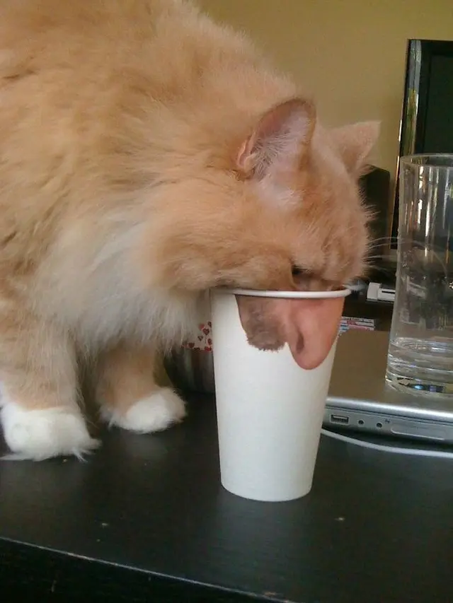 6 Momen Kebetulan Kucing Terjepret Kamera Ini Ciptakan Ilusi Optik