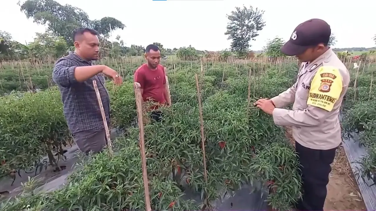 Polsek Julok Bina Warga Setempat Berkebun Cabai