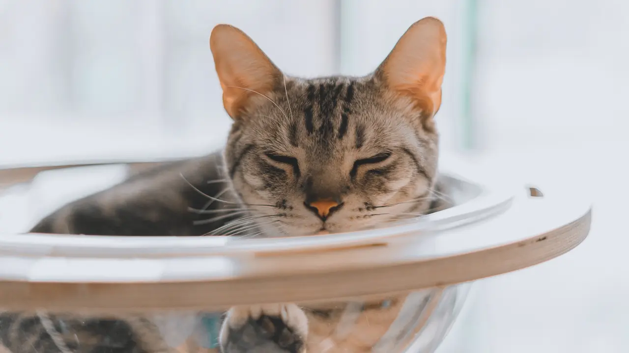 Apakah Kucing Adalah Cairan (Likuid)?