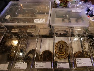 Sejumlah koleksi ular yang dipamerkan dalam Exotique Pet Expo di Senayan Park, Jakarta, Kamis (28/10/2021). Pameran bagi pecinta reptil ini digelar dari tanggal 27 hingga 31 oktober 2021 mendatang. (Liputan6.com/Johan Tallo)