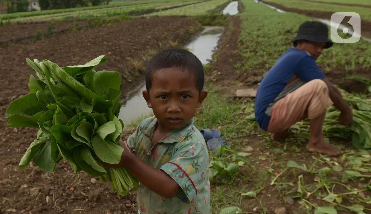 Seorang anak membawa sawai saat panen di Para Meter Utara Desa Selapanjang, Tangerang Banten, Selasa (23/11/2021). Petani menjualnya satu gabuk  isi 20 ikat dengan harga Rp 60 ribu rupiah ke pasar induk Tangerang. (merdeka.com/Imam Buhori)