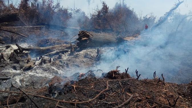 Kebakaran lahan di Pulau Rupat yang melumat hampir seribu hektar lahan gambut sejak akhir Januari 2019. (Liputan6.com/M Syukur)