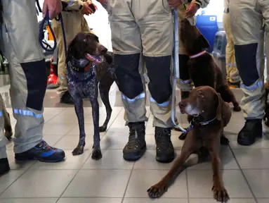 Anggota tim SAR Ceko beserta anjing pelacak tiba di bandara Vaclav Havel di Praha, Rabu (5/8/2020). Republik Ceko mengirimkan sekitar 37 personel dan lima ekor anjing pelacak untuk membantu pencarian korban ledakan dahsyat di Beirut, Lebanon. (AP Photo/Petr David Josek)
