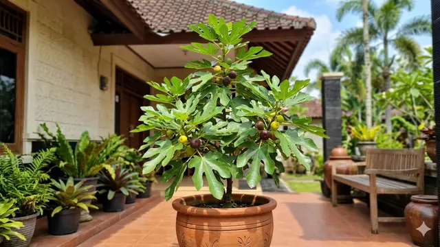 Pohon Buah Mini Daun Mengkilap