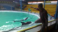Nampak Romy, tengah memberikan intruksi kepada dua lumba-lumba botol untuk melakukan atraksi (Liputan6.com/Jayadi Supriadin)