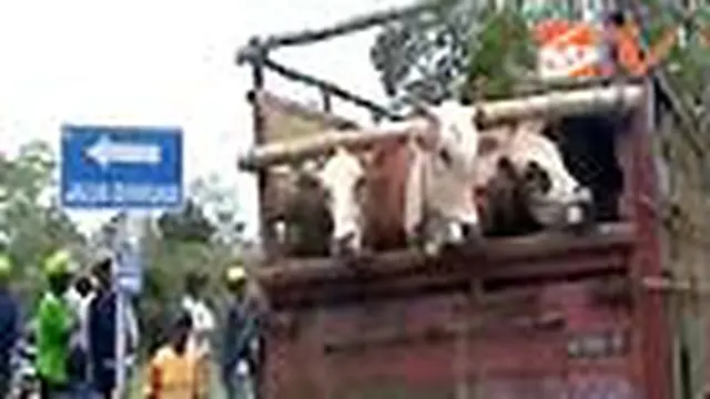 Sapi untuk Korban Merapi Mulai Dibagikan