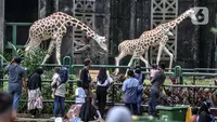 Wisatawan saat mengamati jerapah di Taman Margasatwa Ragunan, Jakarta, Jumat (14/5/2021). Pemprov DKI Jakarta pada libur Lebaran 2021 membuka sejumlah tempat wisata, salah satunya Taman Margasatwa Ragunan. (merdeka.com/Iqbal S. Nugroho)