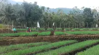 Petani bawang merah Brebes, Jawa Tengah. (Foto: Liputan6.com/Muhamad Ridlo)