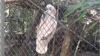 Burung Kakak Tua asal Maluku yang menjadi penghuni PPS Tasikoki (Liputan6.com/Yoseph Ikanubun)