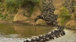Kawanan Wildebeest menyeberangi sungai di Masai Mara saat berimigrasi, Kenya (4/9/2015). Wildebeest bermigrasi hingga jarak ratusan kilometer demi menemukan padang rumput selama musim kering di Kenya. (AFP PHOTO/Carl de Souza)