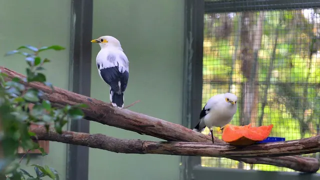 Burung dipasang microchip