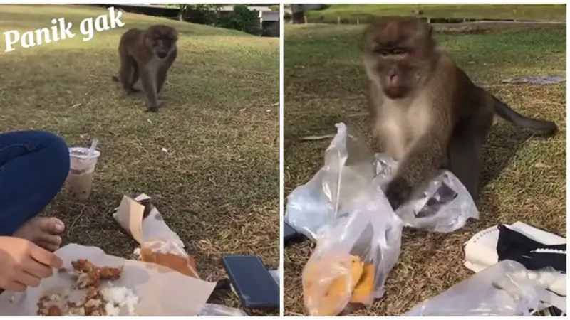 Hampiri Pengunjung Tiba-tiba, Aksi Monyet Nakal Ambil Makanan Ini Bikin Ngakak