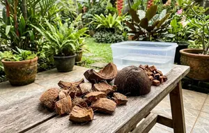 7 Cara Menanam Anggrek dengan Sabut Kelapa agar Subur dan Cepat Berbunga