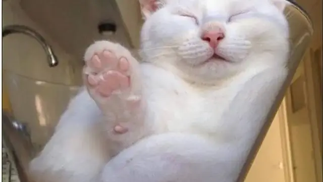 12 Potret Nyeleneh Kucing Tidur di Sembarang Tempat Ini Bikin Gemas