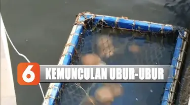 Petugas pun memasang papan imbauan agar para pengunjung pantai menghindari ubur-ubur saat bermain di air.