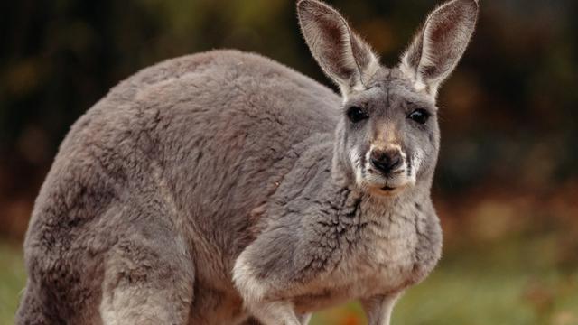 Kangaroo