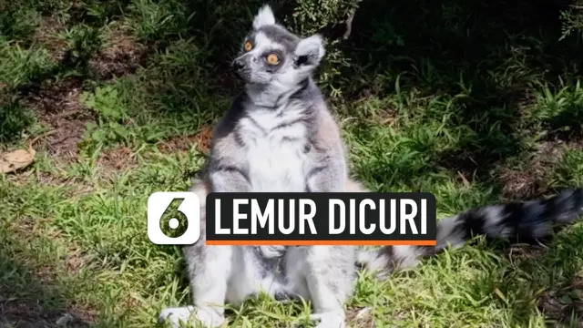 VIDEO: Lemur Langka yang dicuri Sudah ditemukan Kebun BinatangSan Francisco