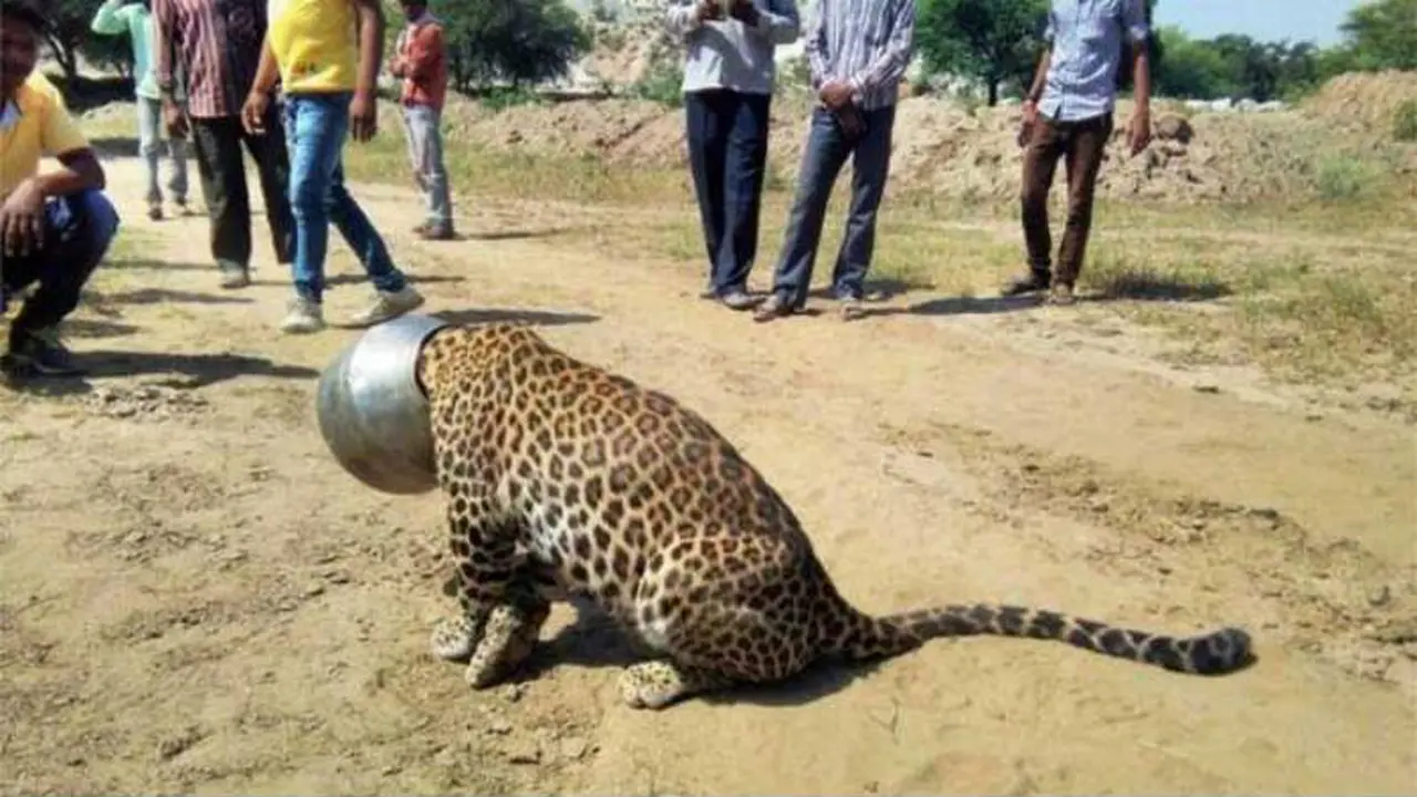 Macan Tutul