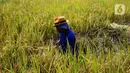 Seorang petani memanen padi di kawasan persawahan Marunda, Jakarta Utara, Selasa (4/1/2022). Petani mengatakan hasil panen tahun ini tidak maksimal karena intensitas hujan tinggi mengakibatkan padi mengandung air, menjadi putih, serta ditambah adanya hama tikus. (merdeka.com/Imam Buhori)