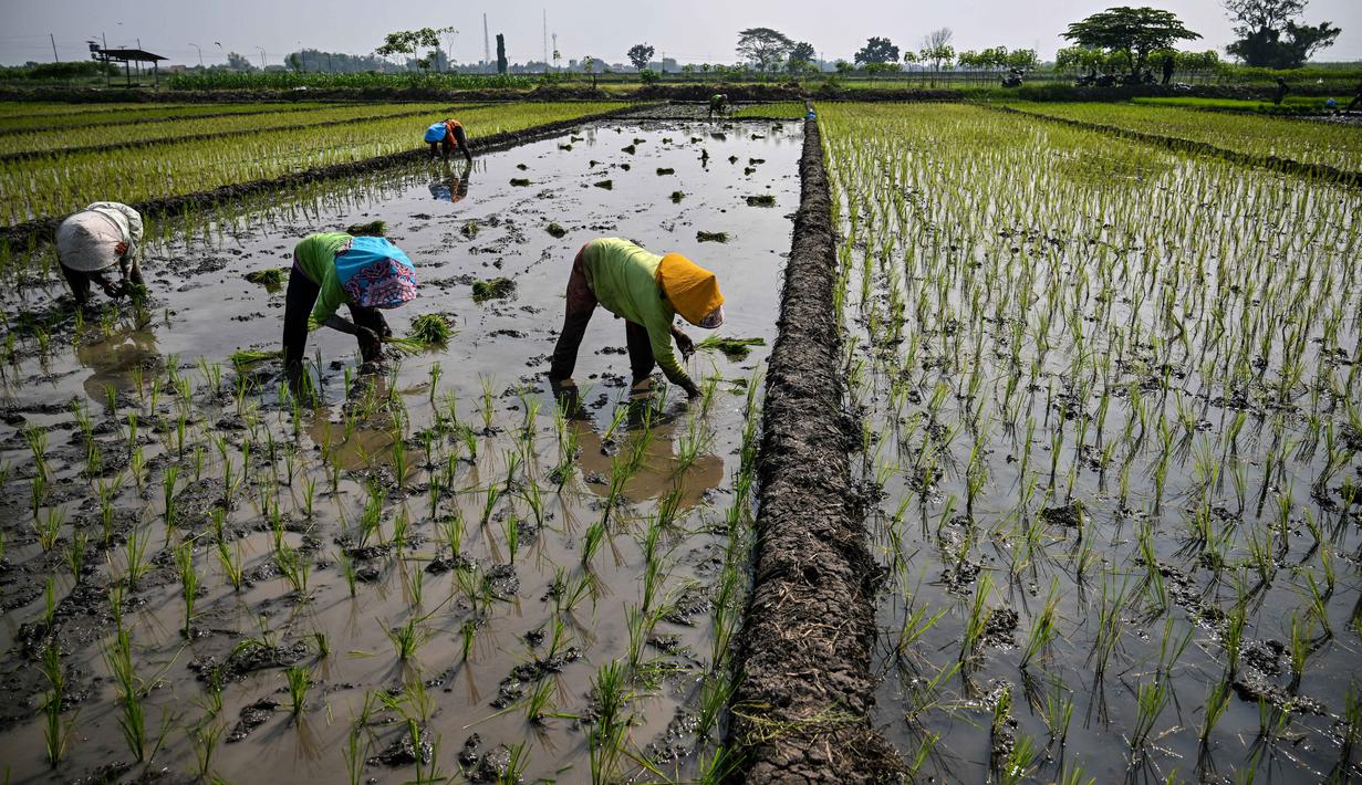 Petani menanam bibit padi di Sidoarjo, Jawa Timur, Rabu 3 Juni 2026. (JUNI KRISWANTO/AFP)