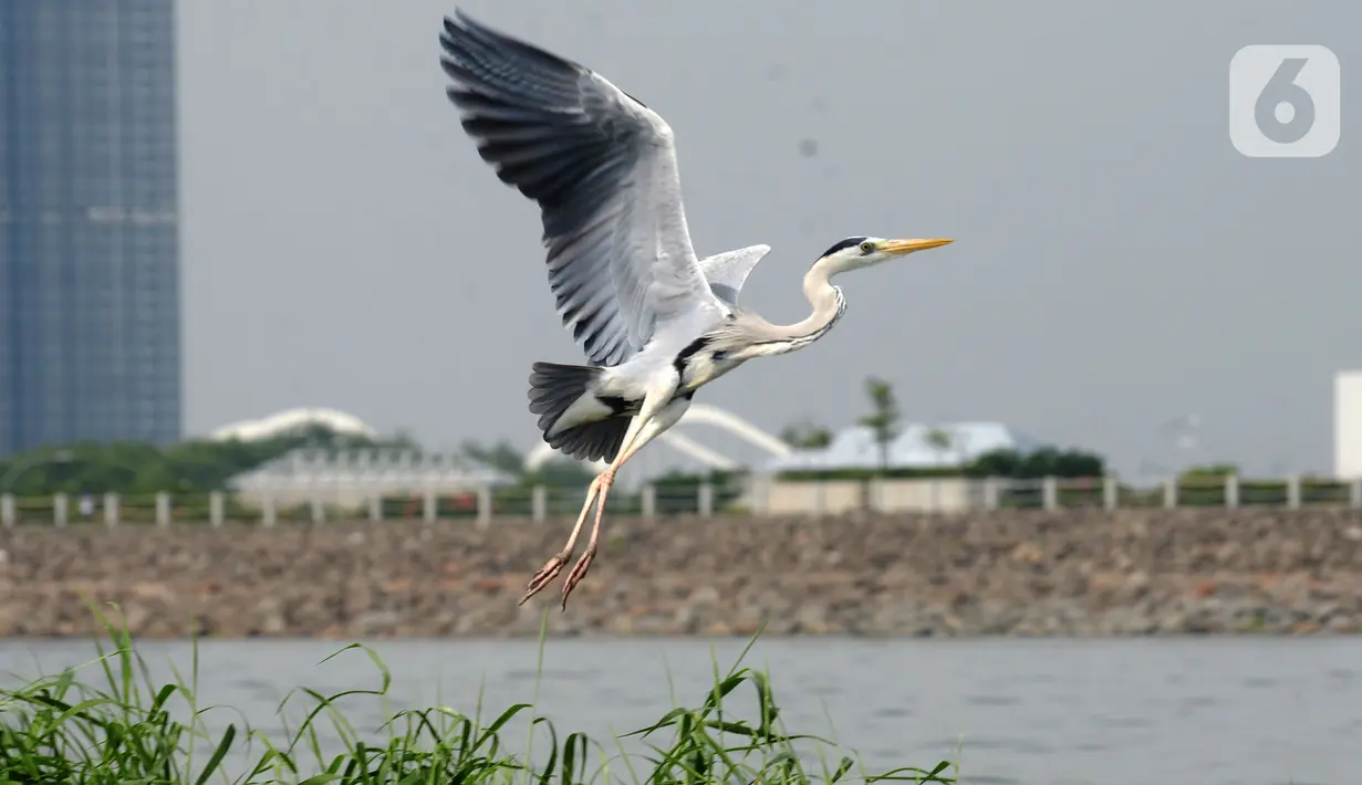 Aktivitas seekor burung Pesisir Jakarta, Sabtu (18/12/2021). Pesisir laut Jakarta yang menjadi tempat tinggal burung-burung pesisir sebagai habitnya dengan gedung-gedung bertingkat  dan statusnya terancam punah. (merdeka.com/Imam Buhori)