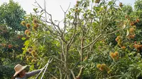 Teknik Berkebun Buah agar Tetap Subur Meski Jarang Disiram, Panen Melimpah di Musim Kemarau