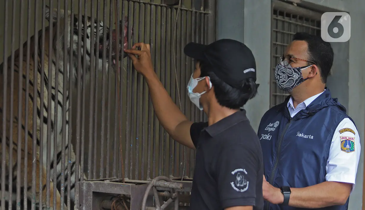 Gubernur DKI Jakarta Anies Baswedan meninjau salah satu Harimau Sumatera yang terpapar COVID-19 di Taman Margasatwa Ragunan (TMR), Jakarta, Minggu (1/8/2021). Anies mengatakan pihaknya akan memastikan kondisi kedua Harimau, Hari dan Tino yang positif COVID-19. (merdeka.com/Herman Zakharia)