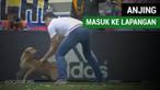 Seekor anjing masuk ke dalam lapangan pada laga antara Kolombia Vs Brasil, Selasa (5/9/2017)