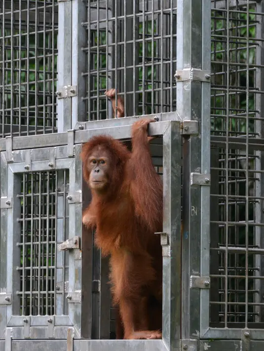 Orangutan bernama Elaine keluar kandang saat dilepasliarkan di Cagar Alam Hutan Pinus Jantho, Aceh Besar, Selasa (18/6/2019). Proses pelepasliaran dua orangutan digelar BKSDA Aceh bersama SOCP. (CHAIDEER MAHYUDDIN/AFP)