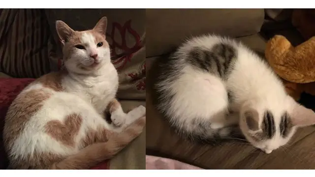 8. Kucing dengan pola bulu berbentuk hati sempurna