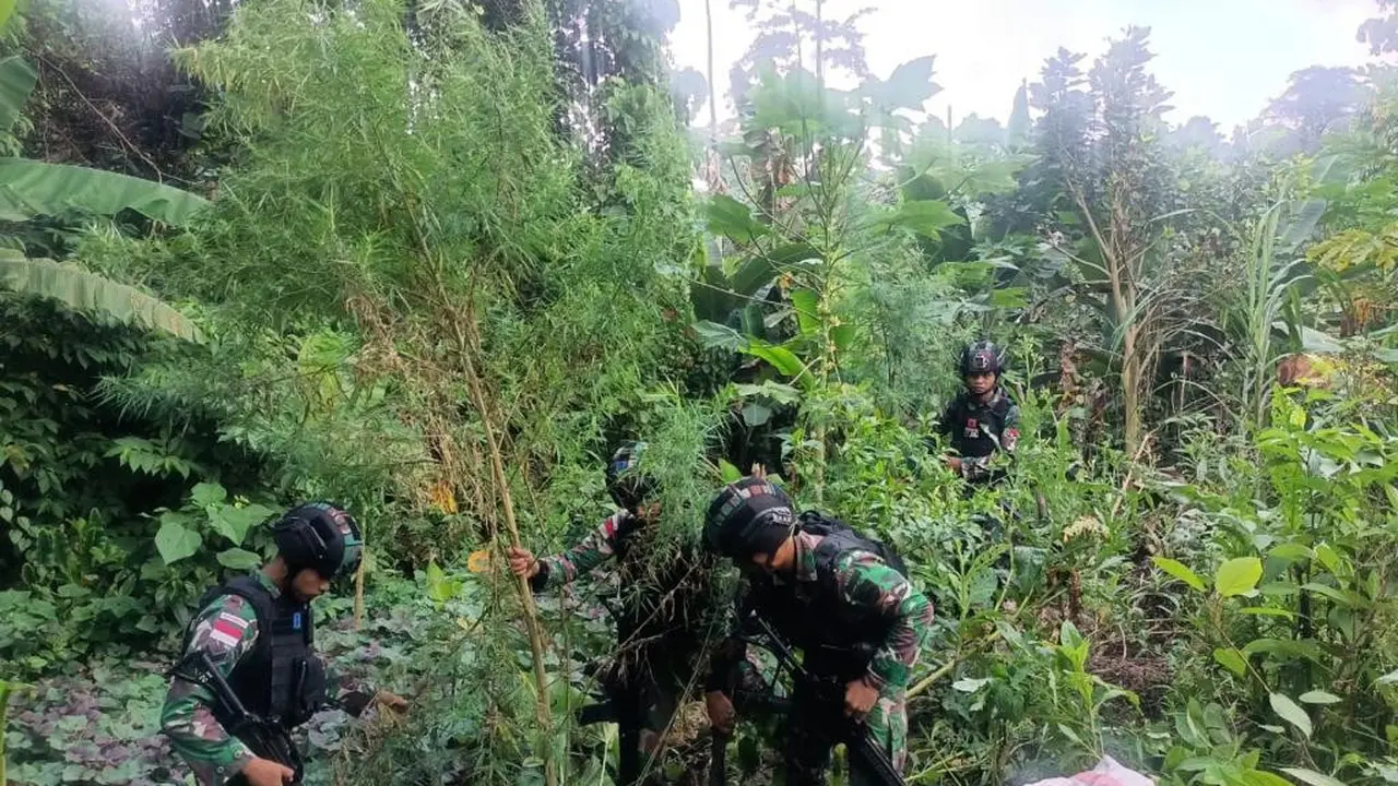 Ladang Ganja di Wilayah Perbatasan Papua