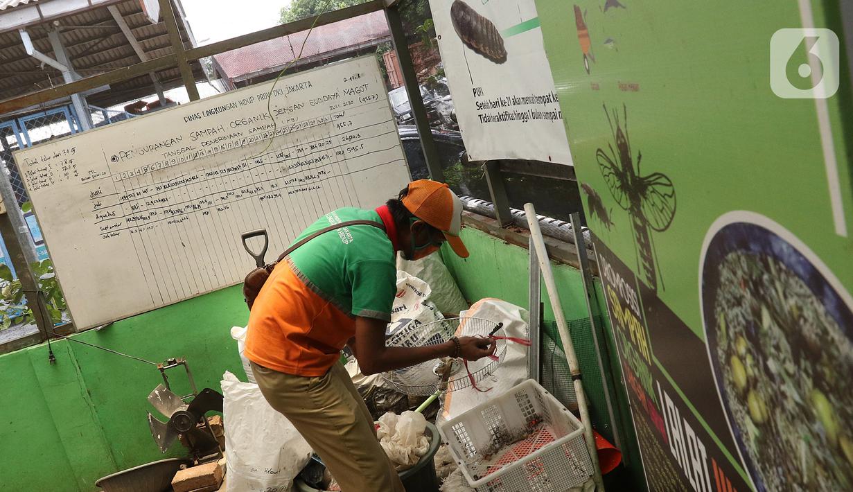 Petugas merawat maggot di Kantor Dinas Lingkungan Hidup DKI Jakarta, Selasa (3/11/2020). Dinas Lingkungan Hidup DKI Jakarta memberdayakan maggot untuk mengurai sampah organik yang bersumber dari sumbangsih warga per wilayah sebagai pupuk kompos. (Liputan6.com/Herman Zakharia)