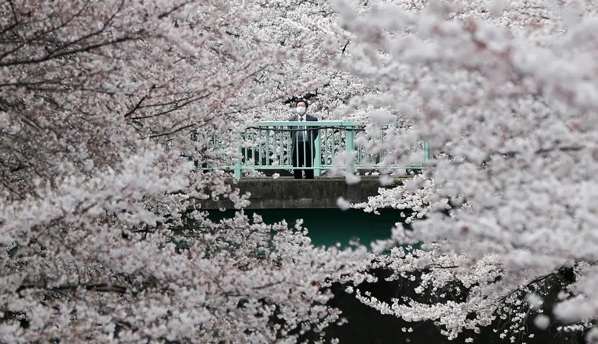 Seorang pengusaha mengamati bunga sakura yang hampir mekar di Tokyo, Jepang, Jumat (1/4). Wisatawan dunia memusatkan perhatian ke Jepang saat musim semi bulan April setiap tahunnya, karena saat itu bunga sakura bermekaran. (REUTERS/Issei Kato)
