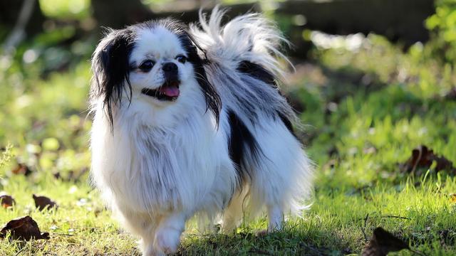 Japanese Chin