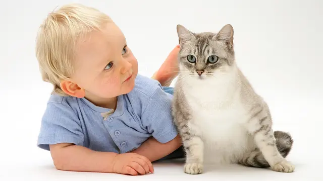 Tips Menjaga Kedamaian Antara Kucing dan Balita Anda