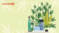 Banner Infografis Malaysia Legalkan Ganja untuk Medis. (Liputan6.com/Abdillah)