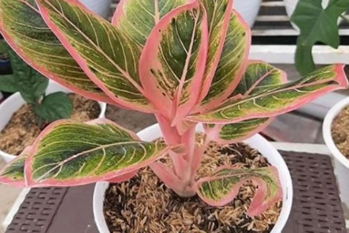6 Cara Merawat Aglaonema, Tanaman Hias yang Lagi Hits