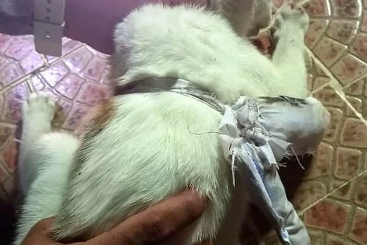 Kucing dengan narkoba yang tertangkap di penjara Panama
