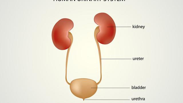 Ureter dan Uretra, Apa Bedanya?