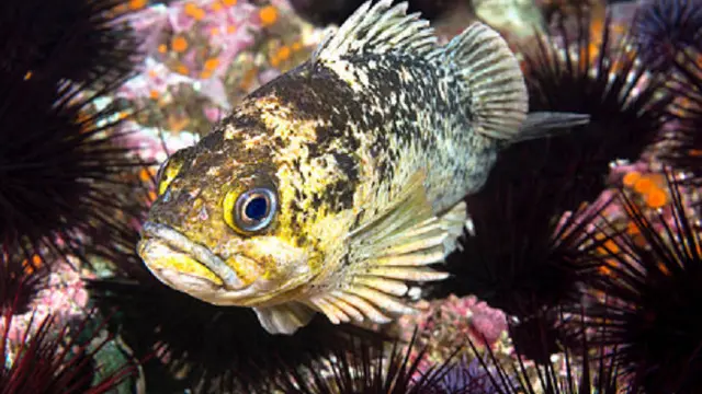 Ilustrasi ikan Rockfish (iStock)